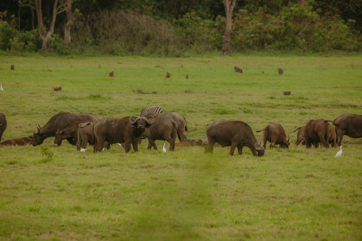Elephants together on green grassland