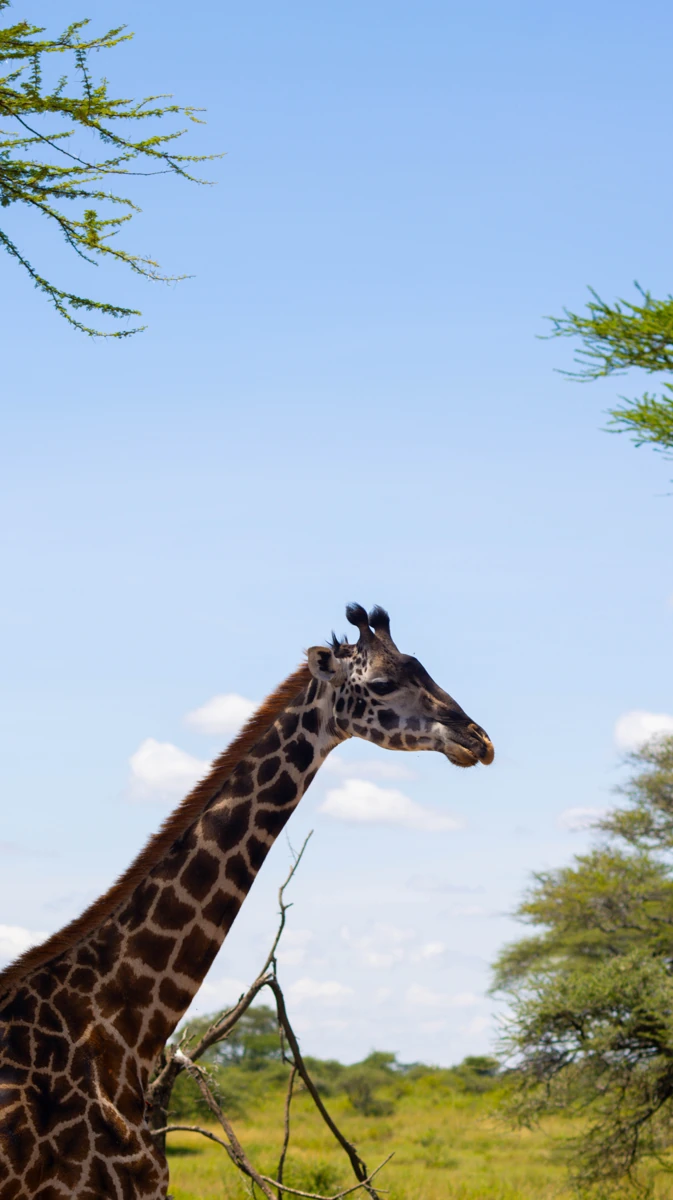 Giraffe beneath an open sky