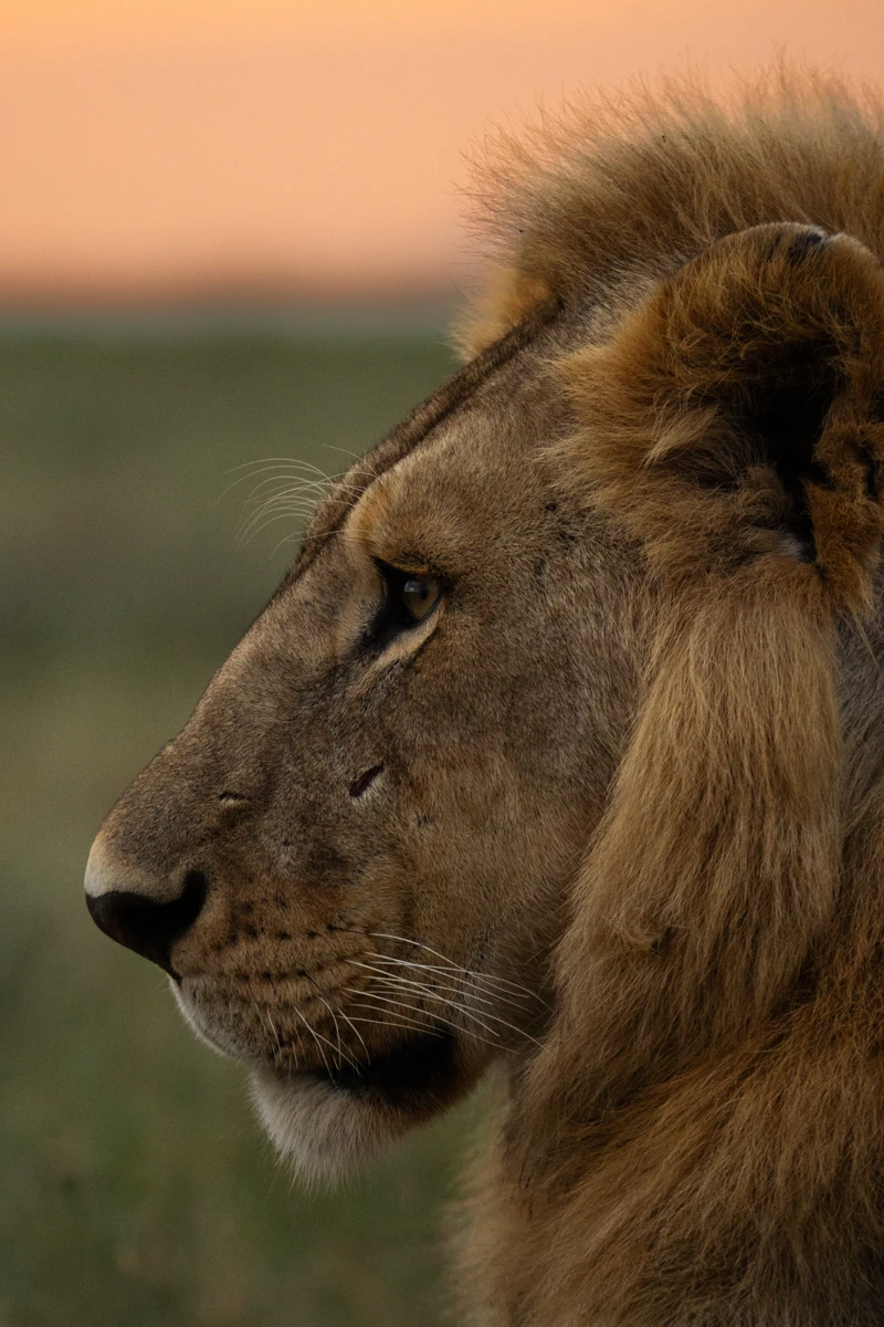Close view of a lion on safari