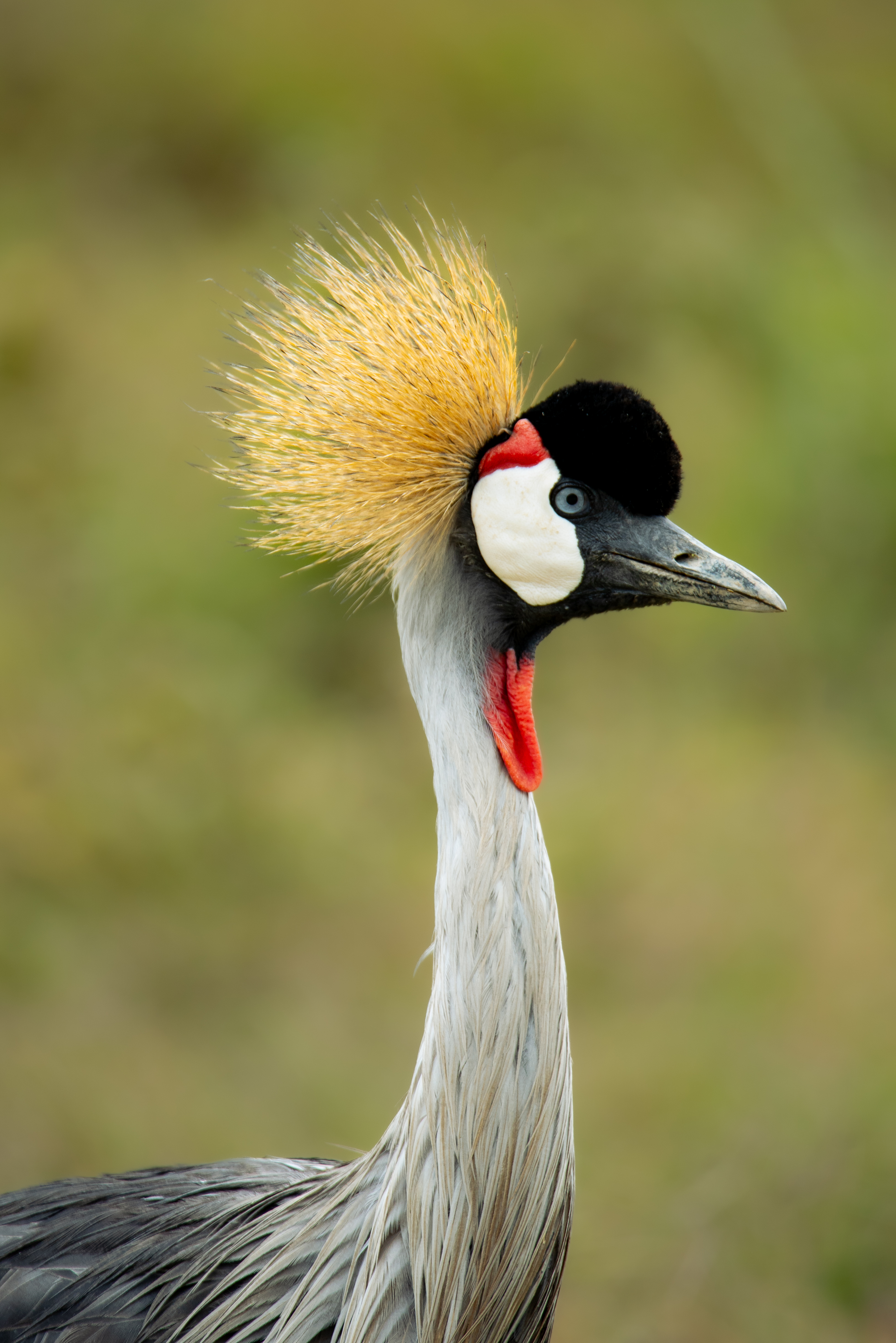 Safari Jeep in Serengeti