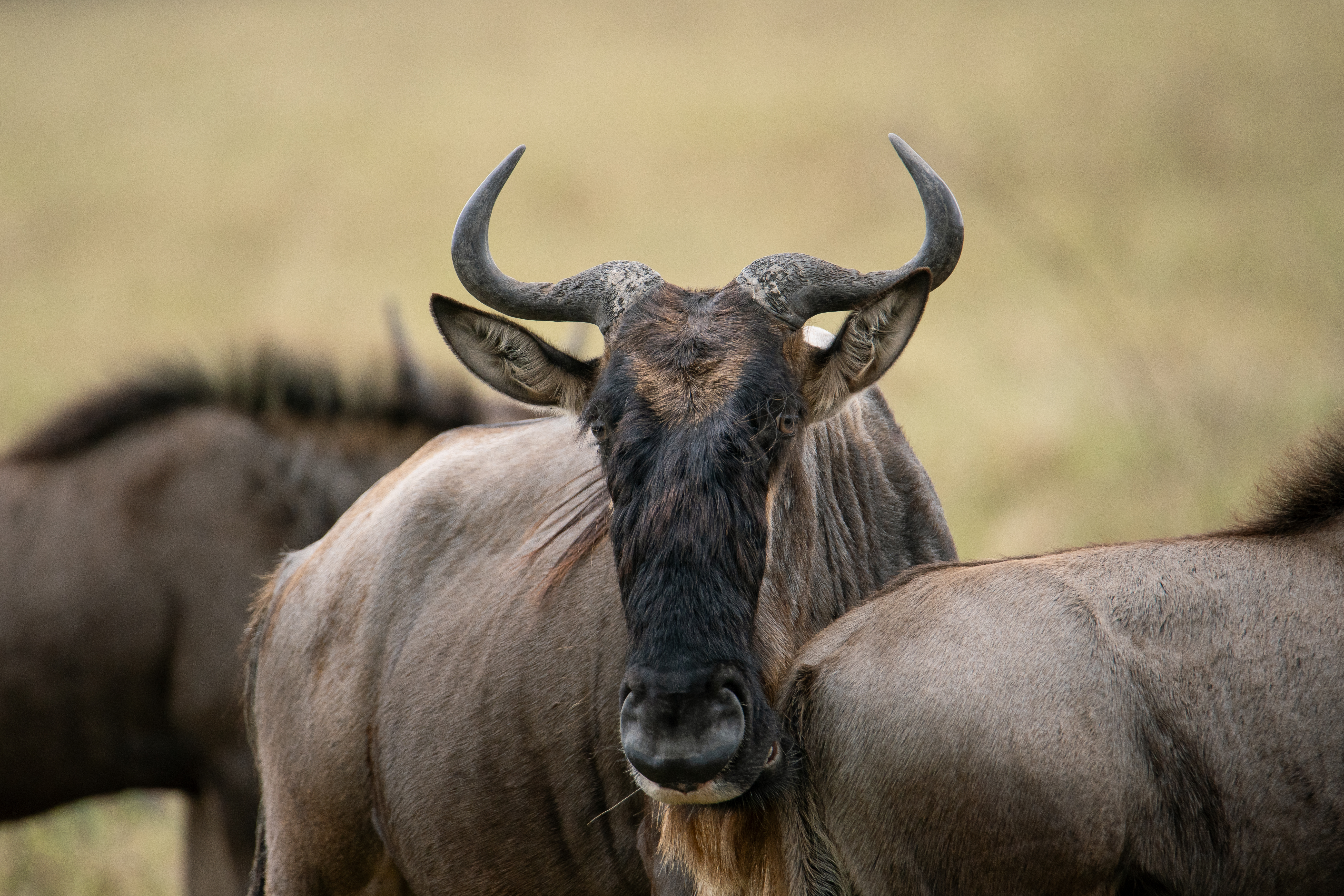 The Great Migration Landscape