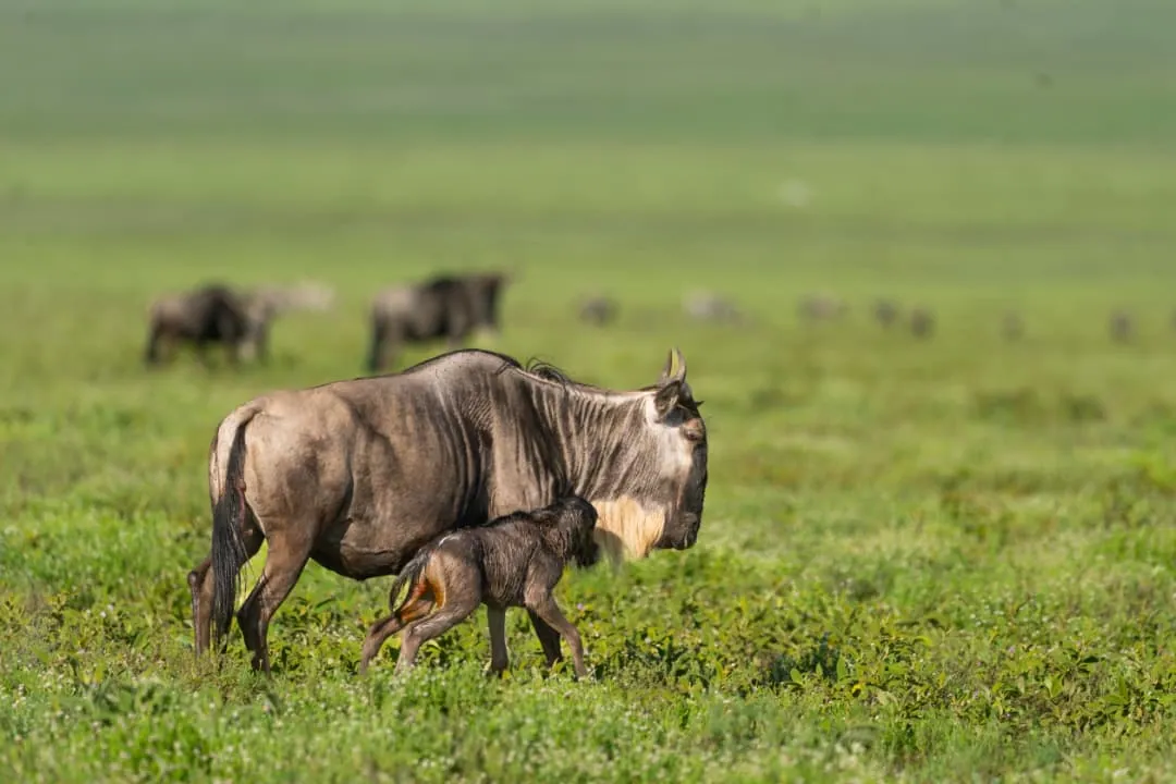 Why Choose a Kenya and Tanzania Safari for Your African Adventure