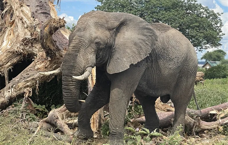 Northern vs Tanzania Southern Circuit Safari: Which One Should You Choose?