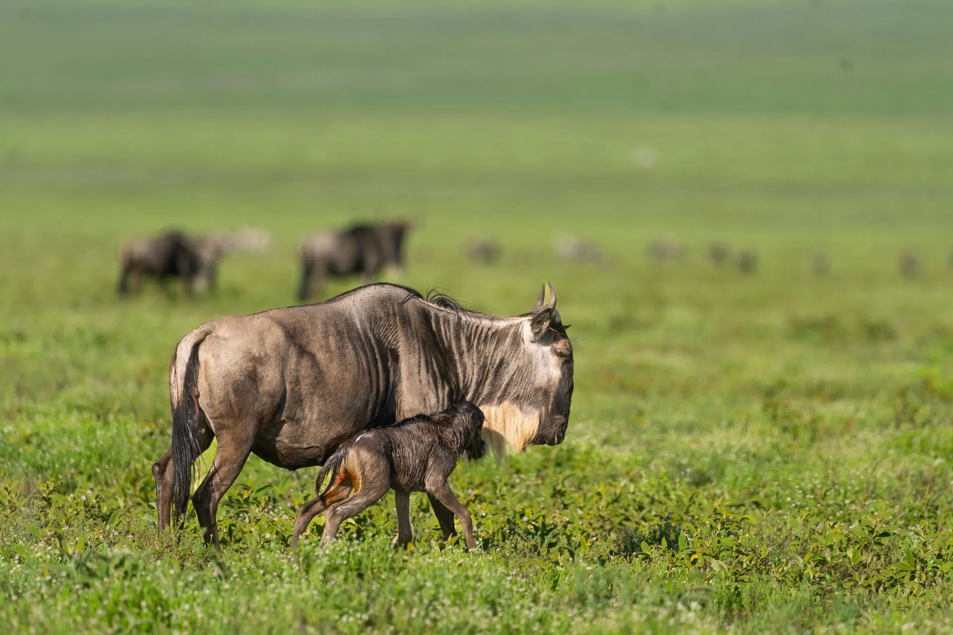 African Elephant