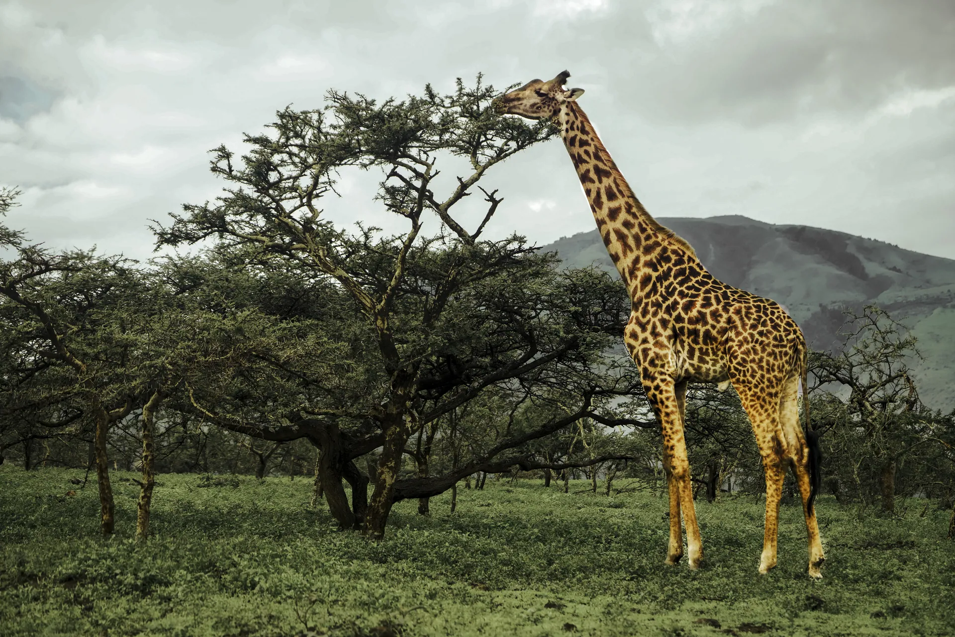 Best Time to Book Serengeti Wildebeest Migration Tour Packages (Month-by-Month Guide)