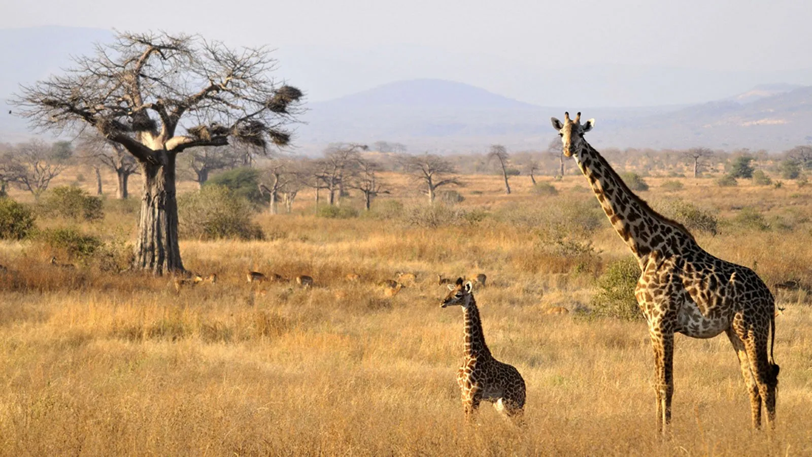Complete Guide to East Africa Safari Tour Packages: Kenya, Tanzania, Uganda & Rwanda