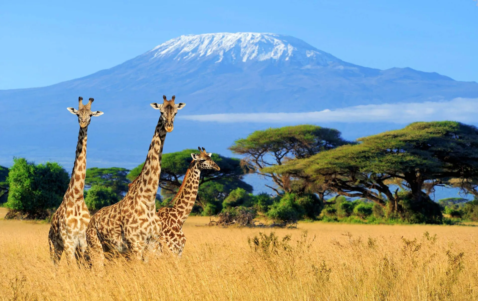 Kenya and Tanzania Safari Packages