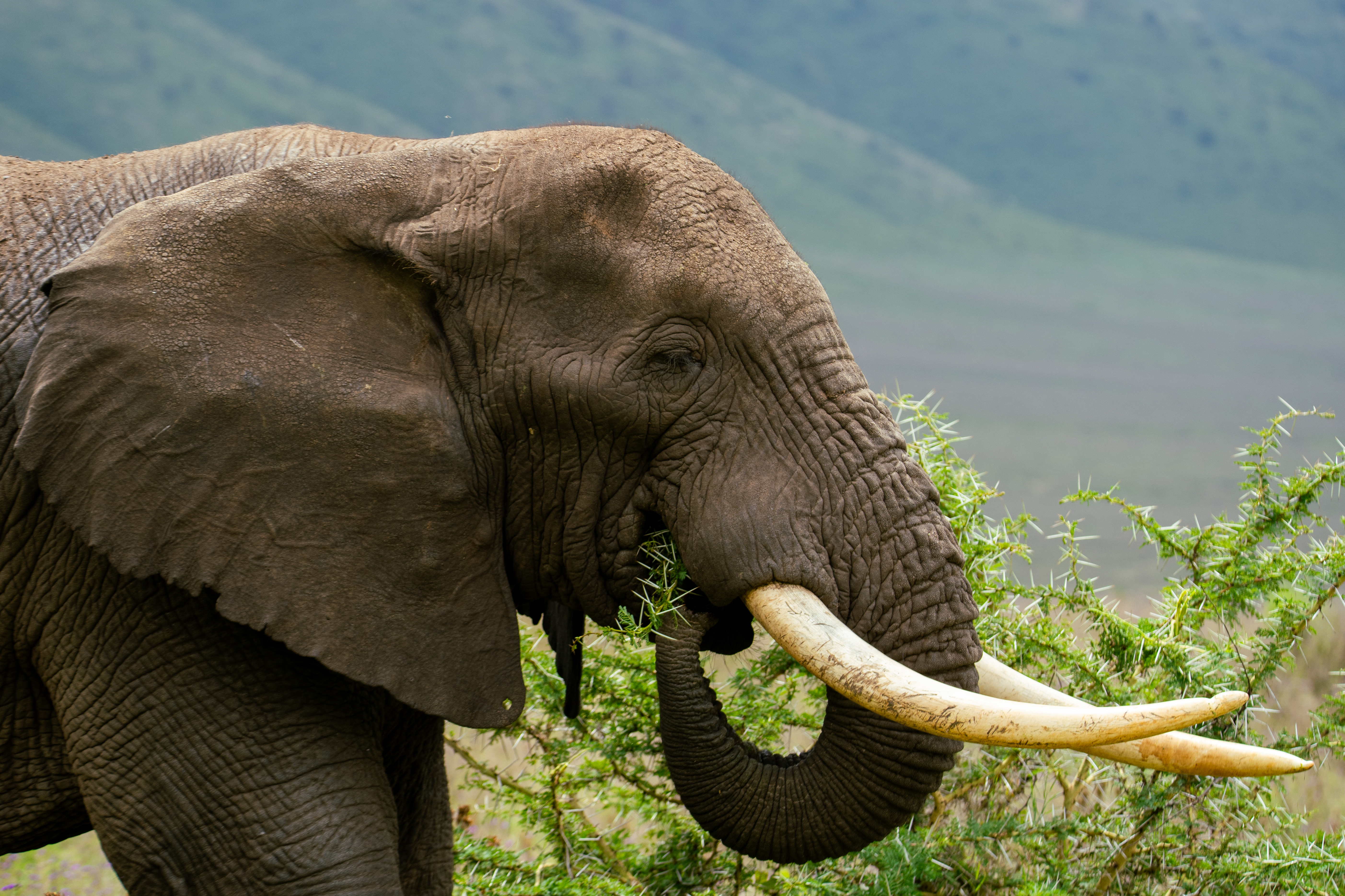 Why Tanzania Is the Ultimate Safari Destination