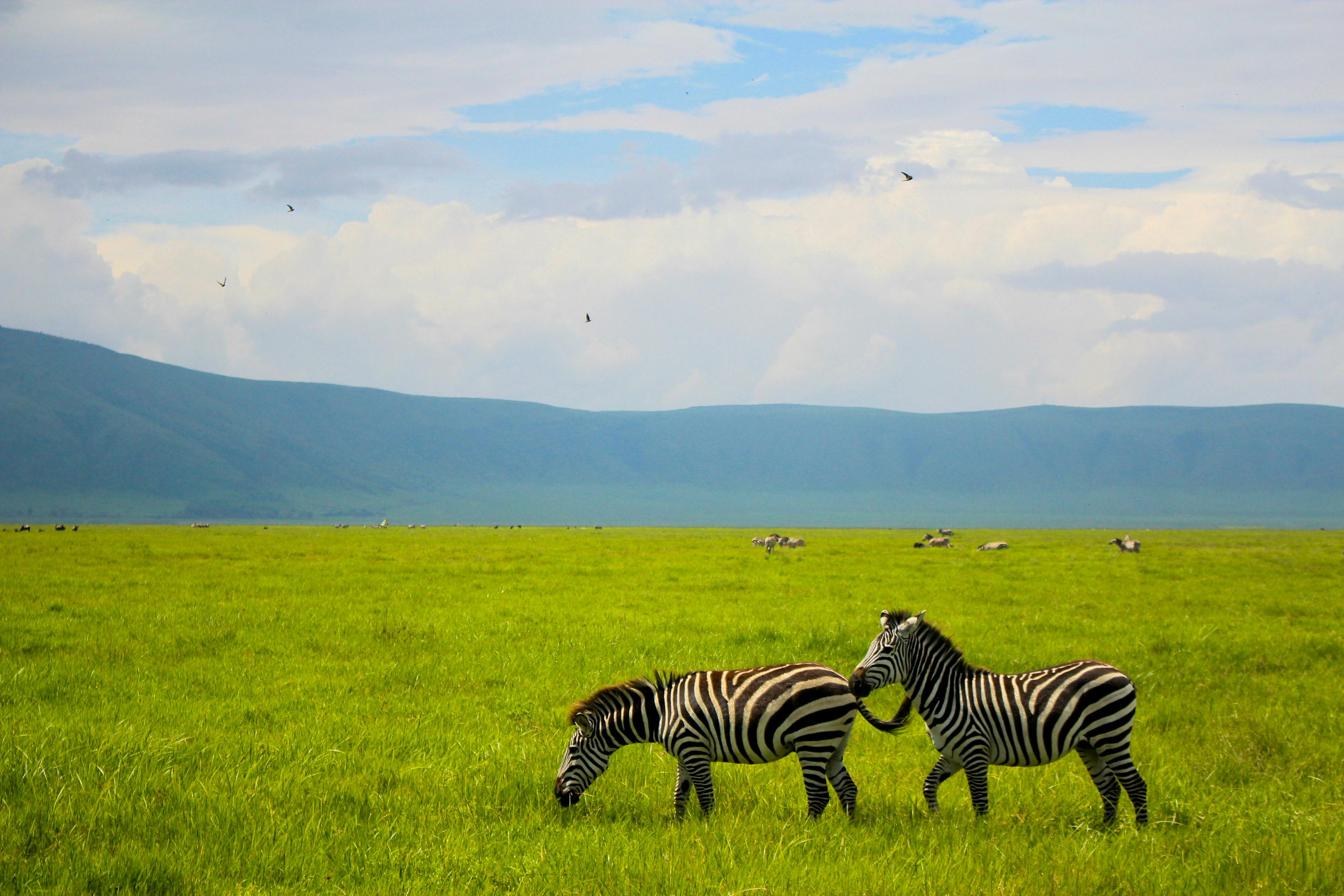 Why a Serengeti Wildebeest Migration Tour Should Be on Your Bucket List
