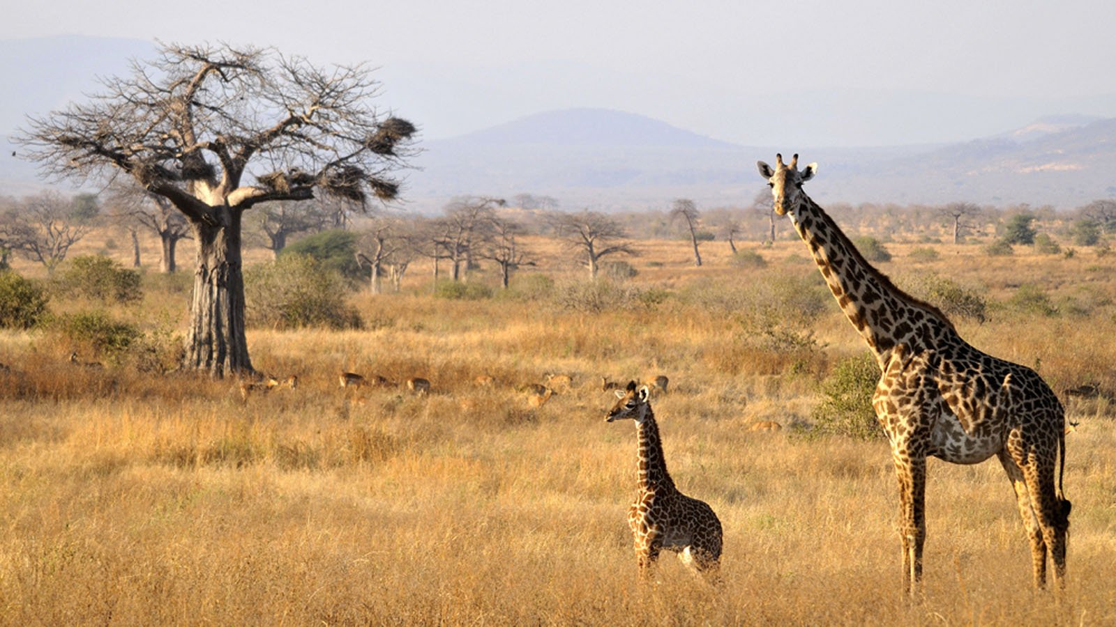 Complete Guide to East Africa Safari Tour Packages: Kenya, Tanzania & Uganda