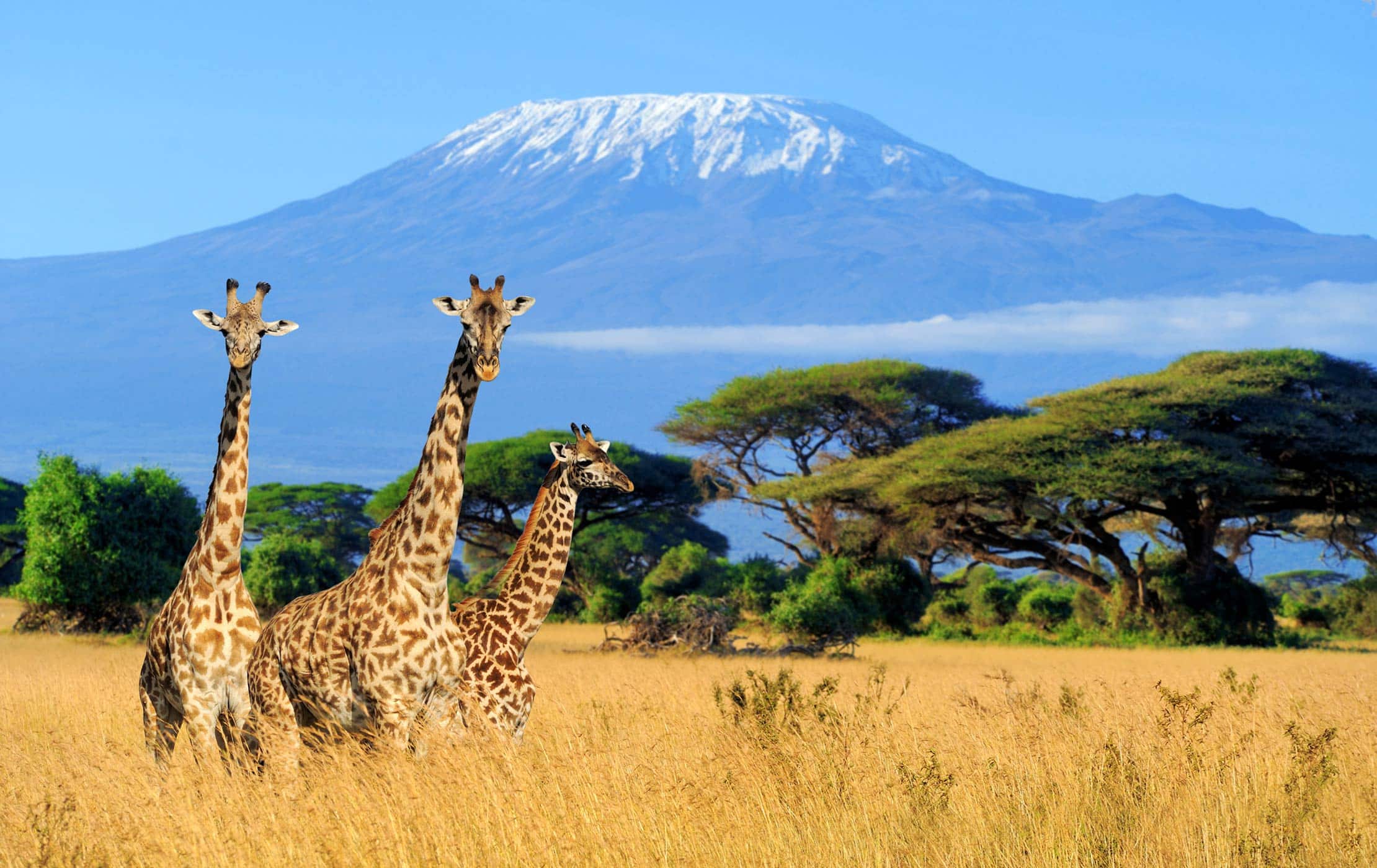 Kenya and Tanzania Safari Itinerary: Best Parks, Wildlife & Travel Guide