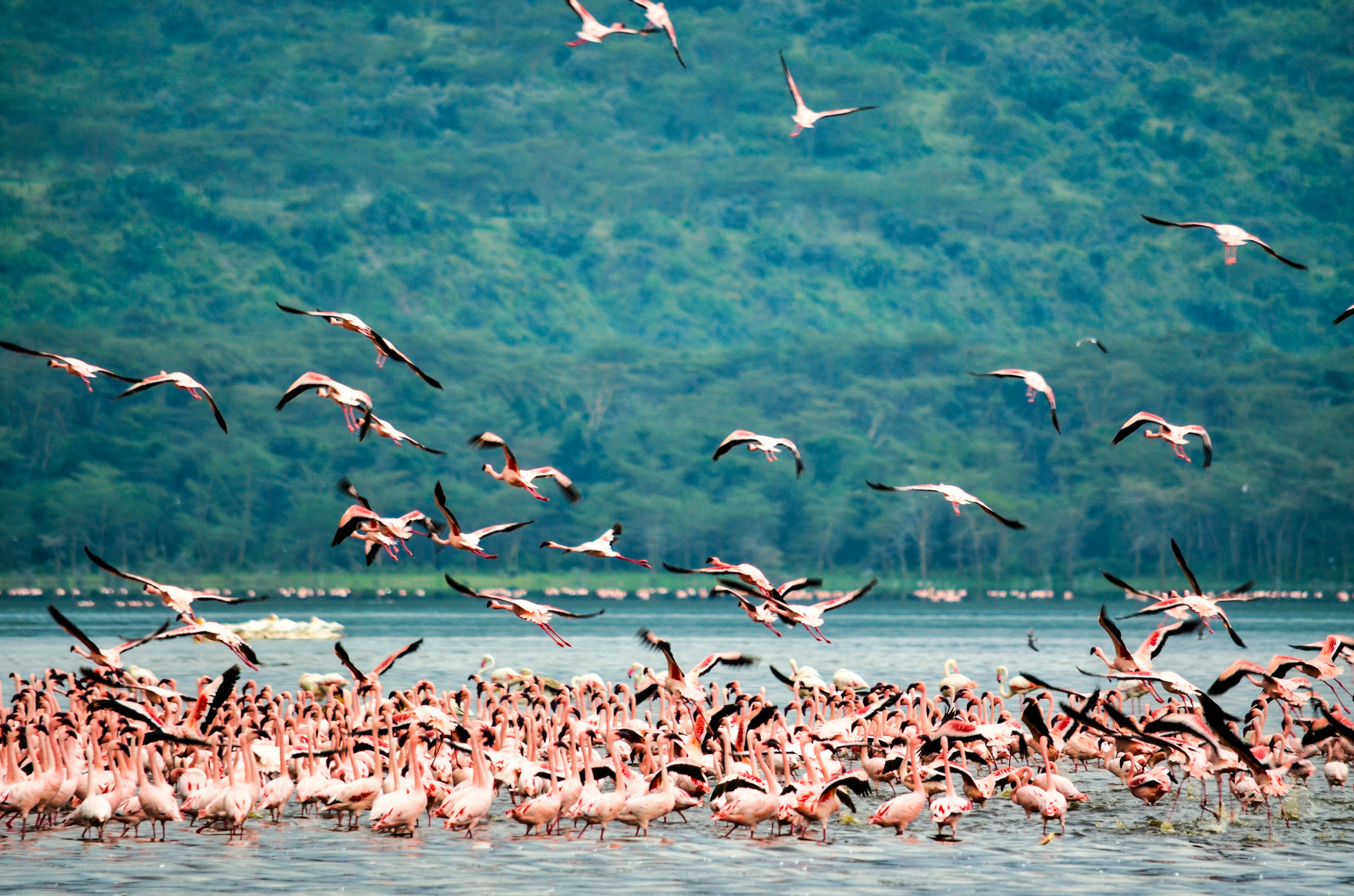 The Ultimate East Africa Safari Guide: Top Destinations, Best Time to Visit, and Insider Tips