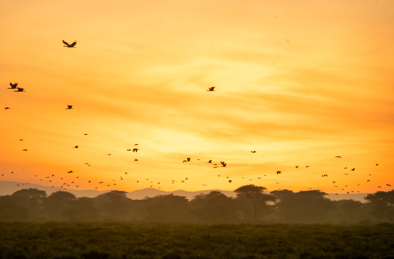 10 Best Safari Tours in Nairobi Kenya: Day Trips to Mara