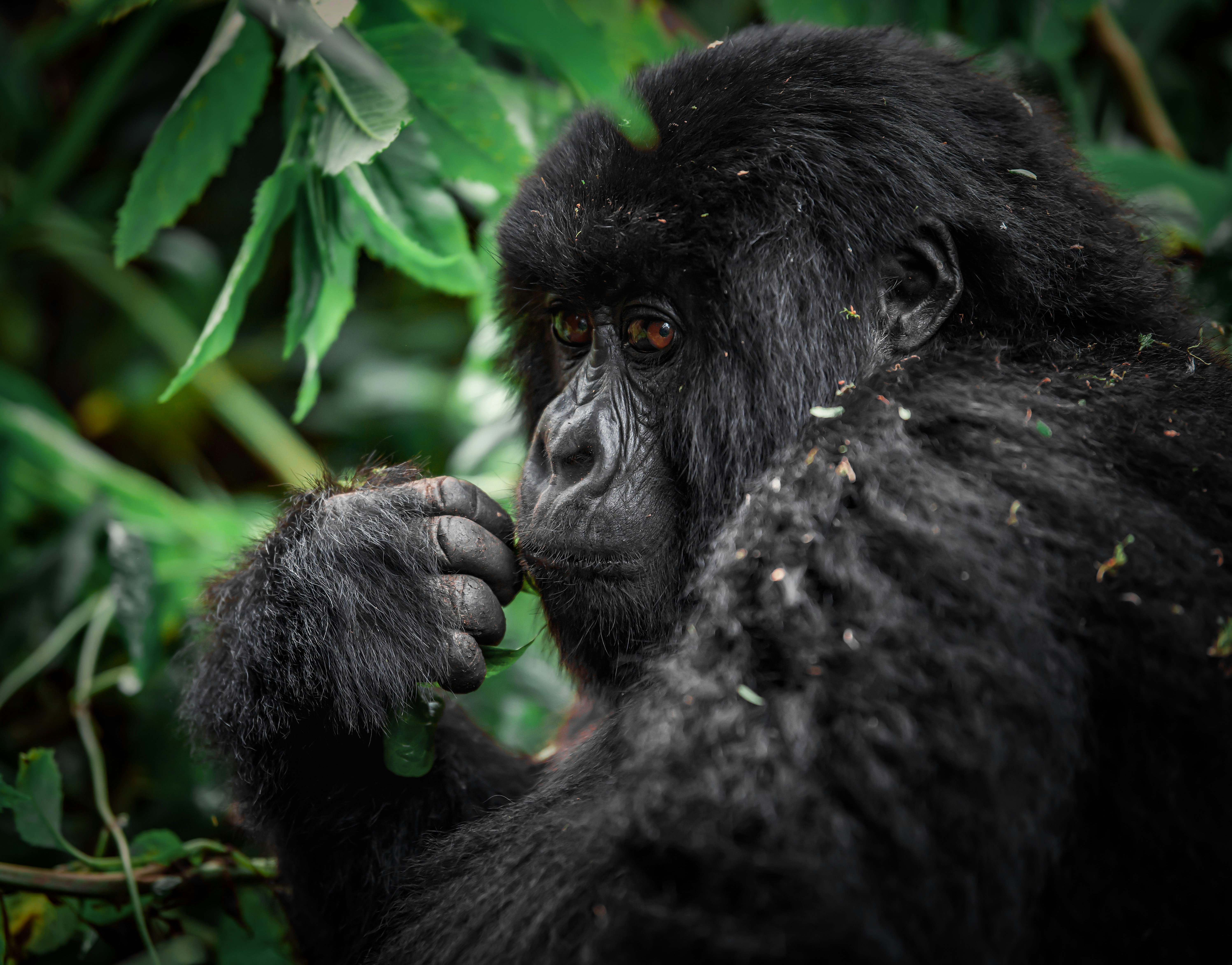 Rwanda Gorillas: Permits, Costs, Treks and Uganda Compared