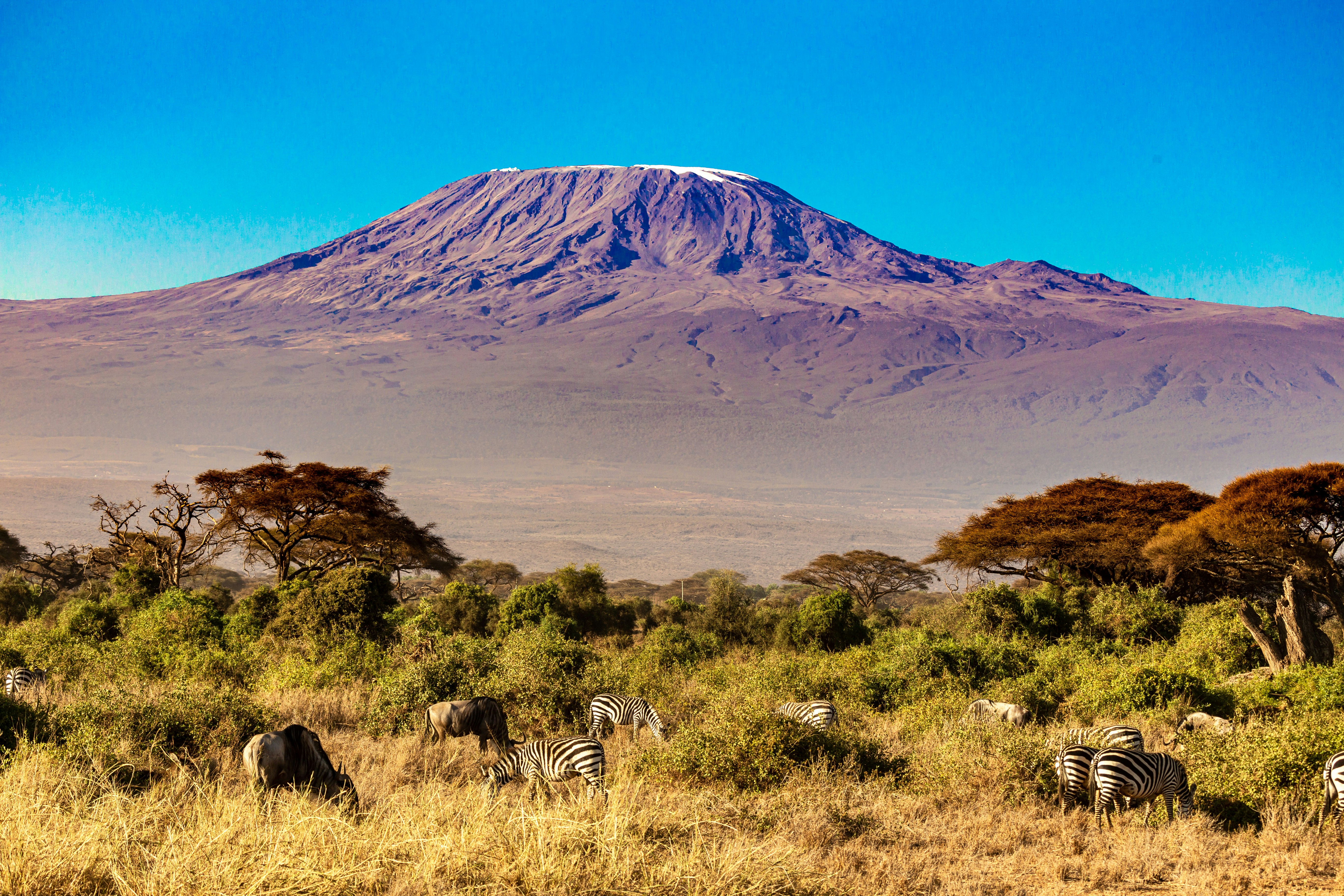 Why Choose a Kenya and Tanzania Safari for Your African Adventure