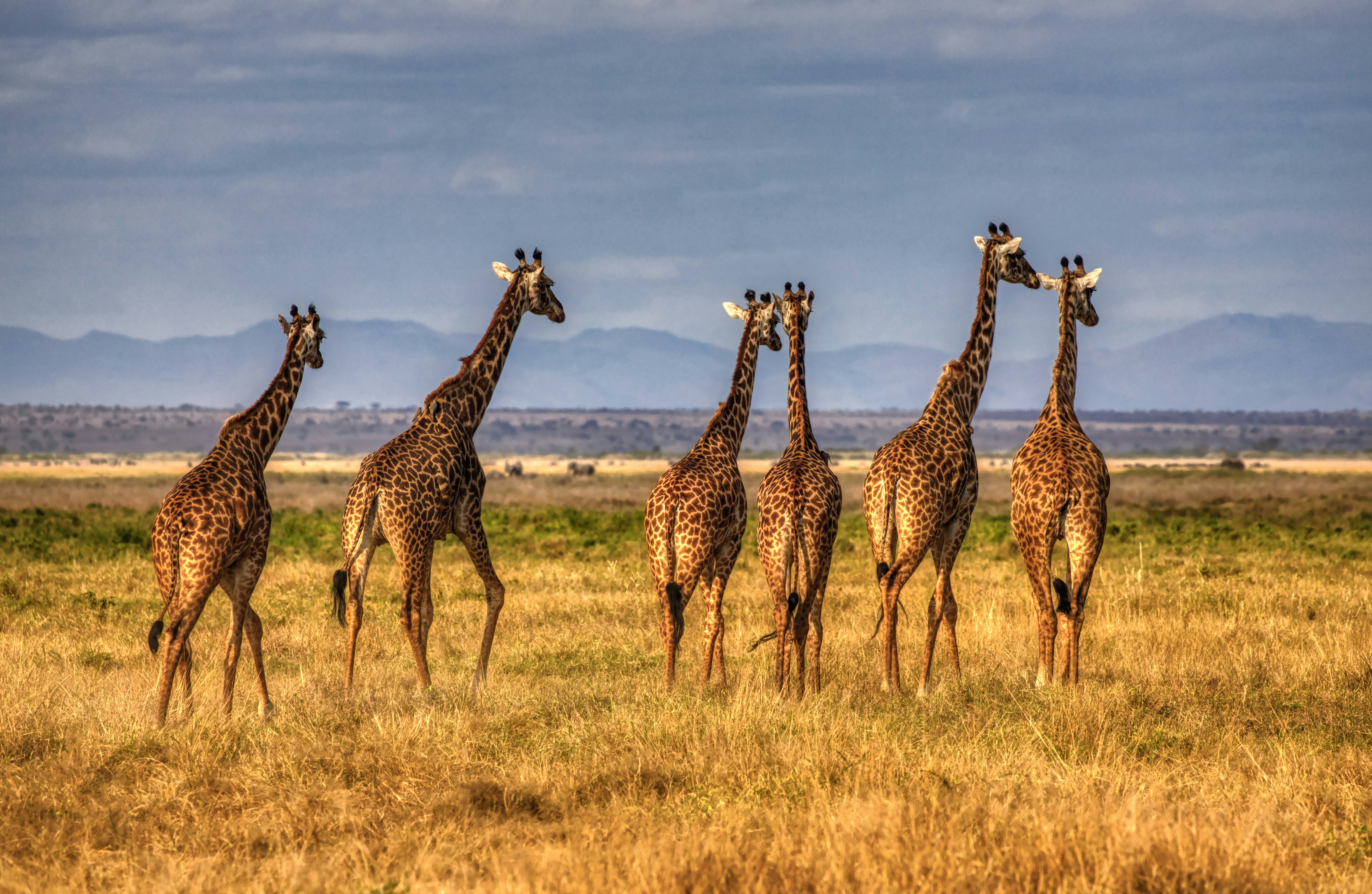 Best Family Safari in Tanzania