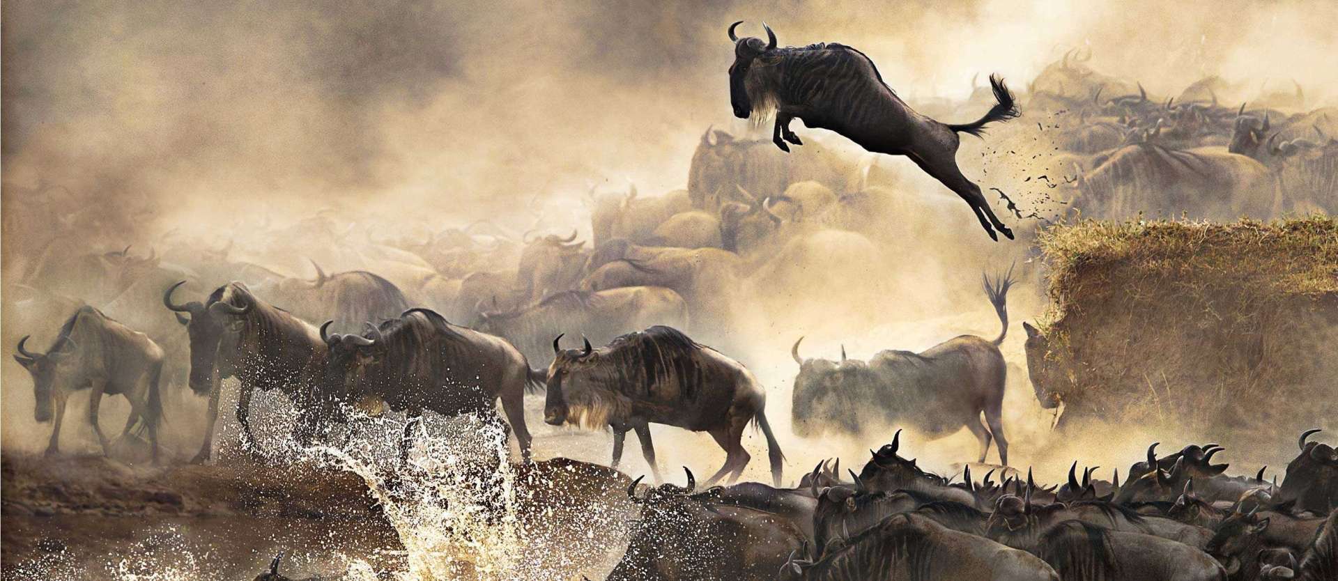 Why a Serengeti Wildebeest Migration Tour Should Be on Your Bucket List