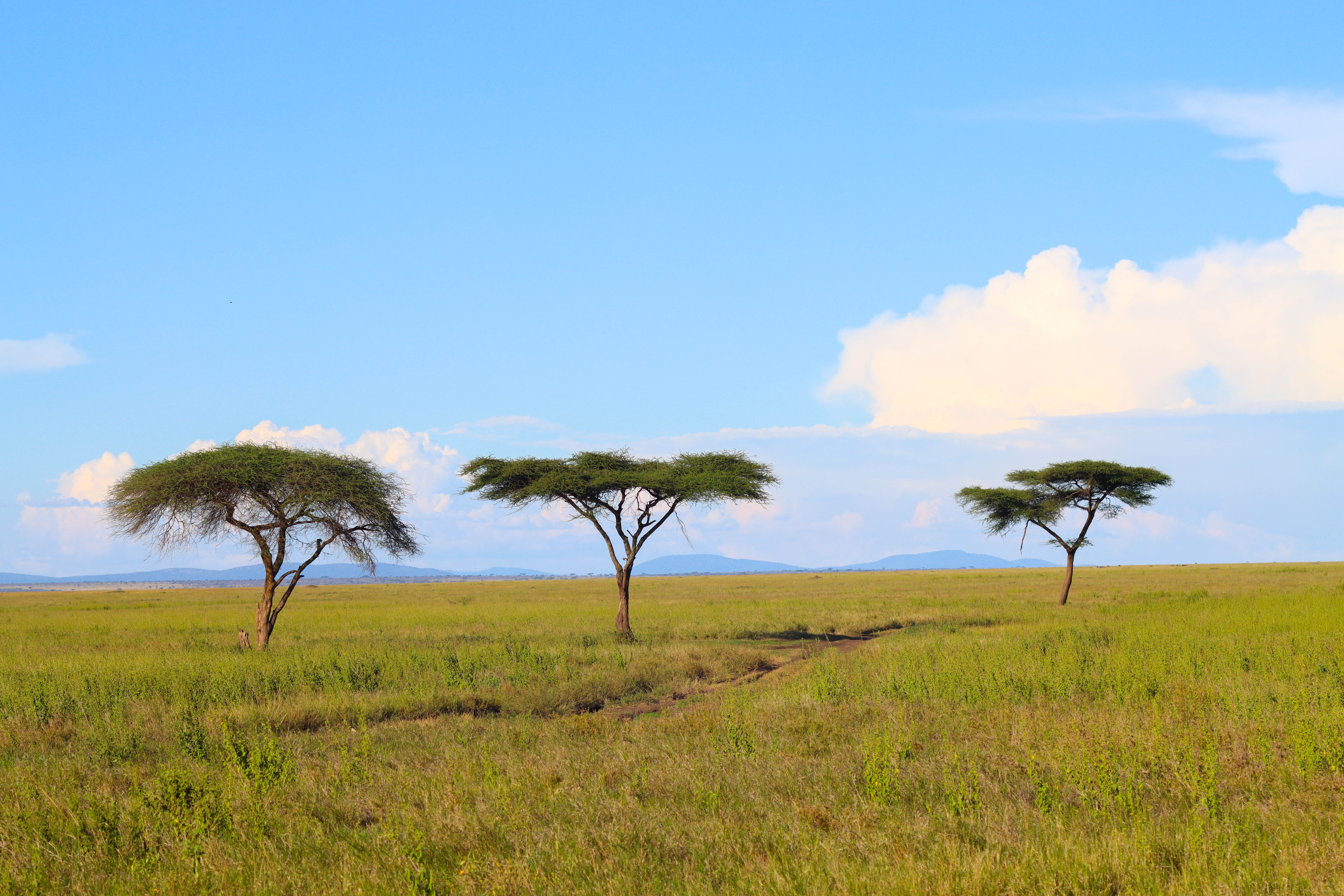 African Safari Packages: 5 All-Inclusive Options and Prices