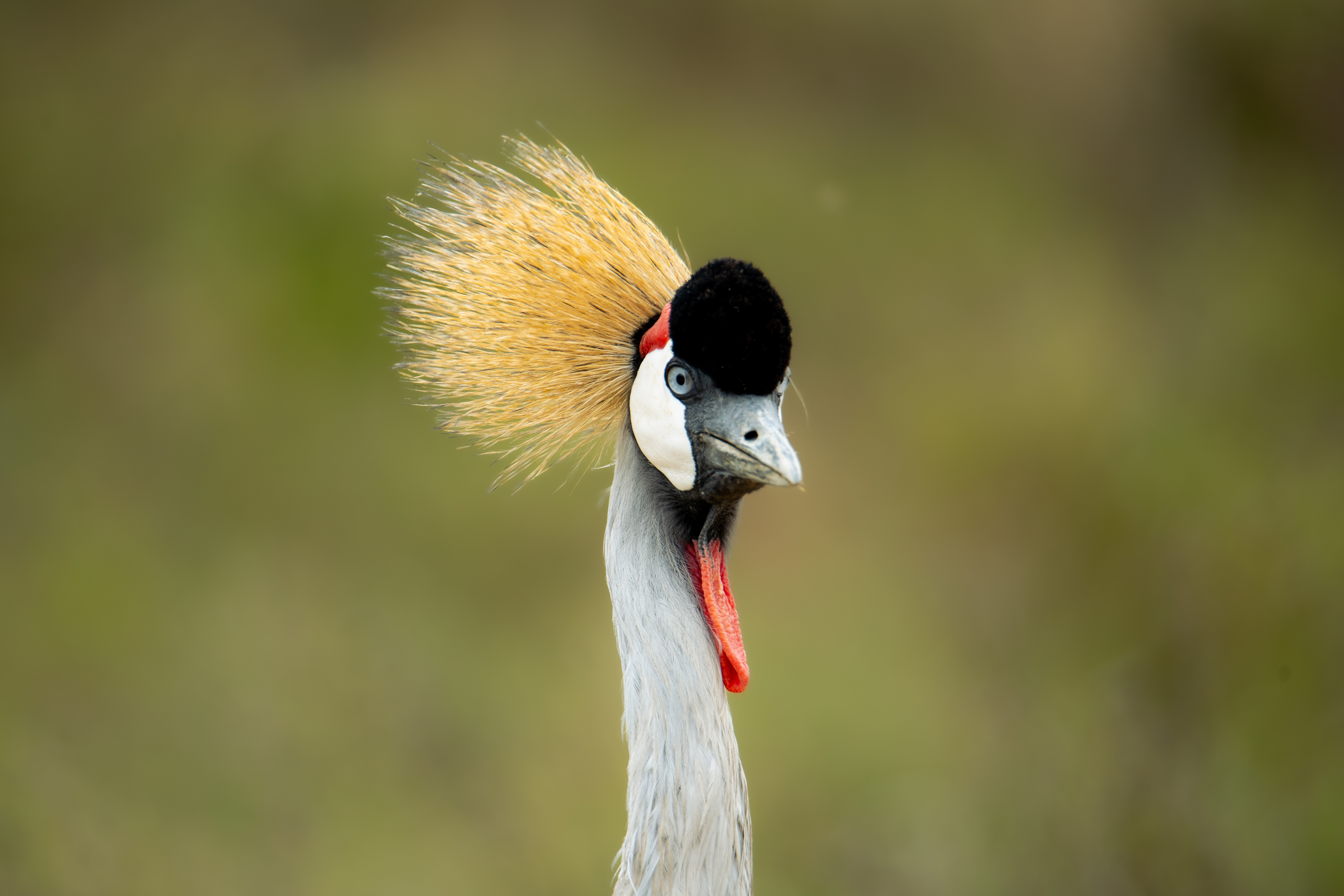 Kenya vs Tanzania Safari: Which Country Fits Your Trip?