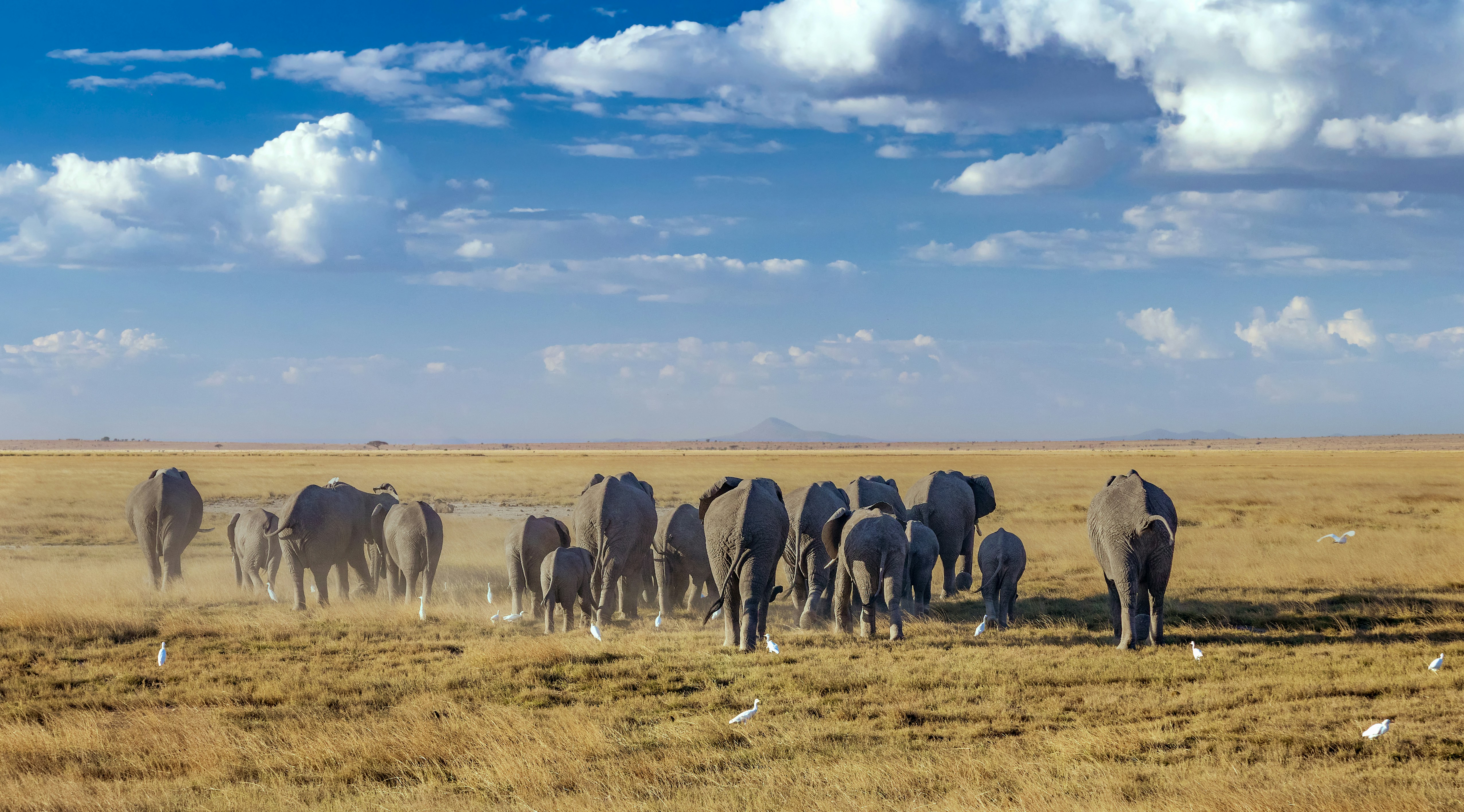 10 Best Safari Tours in Nairobi Kenya: Day Trips to Mara