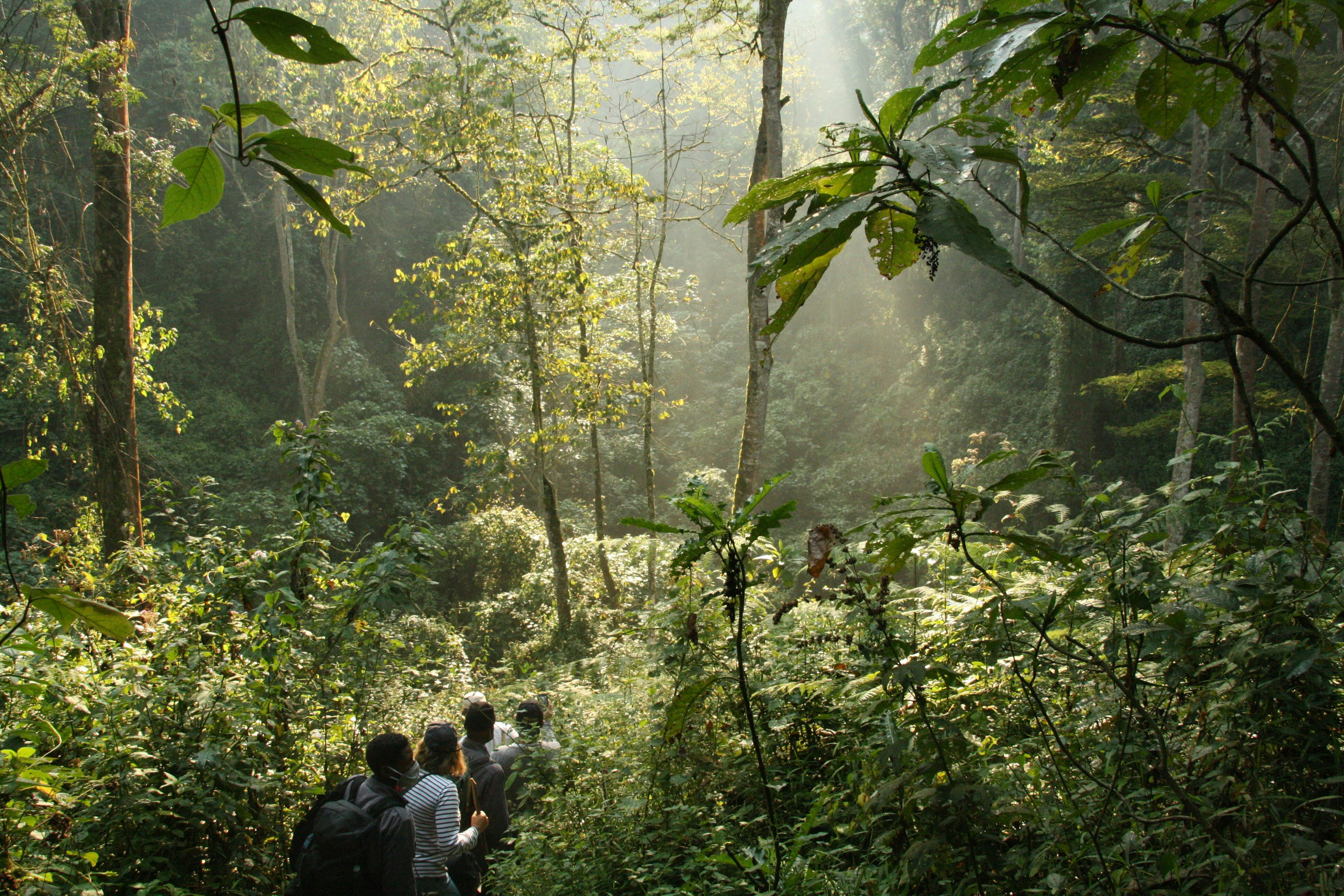 Best Time to See Gorillas in Rwanda: Month-by-Month Guide